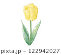黄色いチューリップ  水彩 122942027