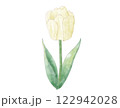 クリームのチューリップ  水彩 122942028