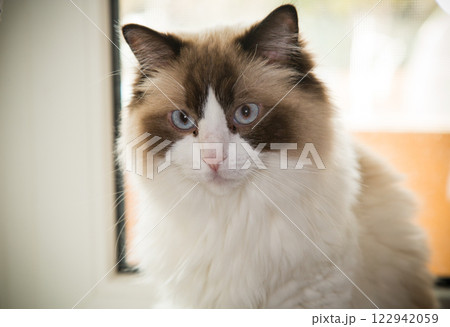 Portrait of a cute domestic cat, Ragdoll breed 122942059