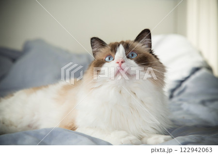 Portrait of a cute domestic cat, Ragdoll breed 122942063