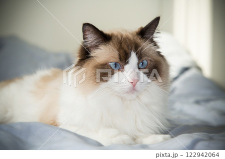 big fluffy cat lying on bed, ragdoll breed 122942064