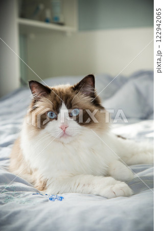 Portrait of a cute domestic cat, Ragdoll breed Portrait of a cute domestic cat, Ragdoll breed 122942065