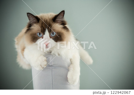cat sits comfortably on the back of a chair, Ragdoll breed cat sits comfortably on the back of a chair, Ragdoll breed 122942067