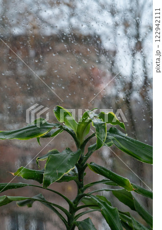 Fragrant dracaena massangeana near the window 122942111