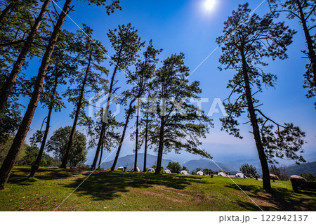 Camping area under the pine trees Camping area under the pine trees 122942137