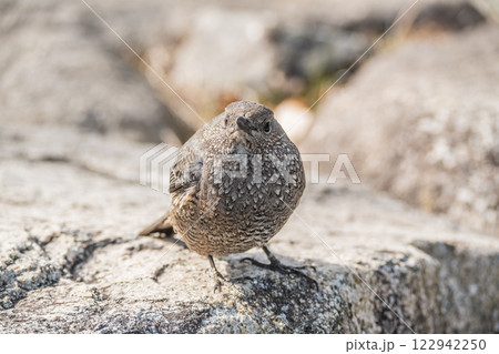 イソヒヨドリ（メス）　大津市琵琶湖岸 122942250
