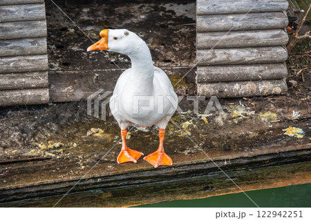 ガチョウ　琵琶湖大津港 122942251
