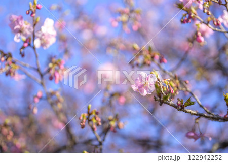 サクラ お花 春の花 イメージ 【神奈川県 平塚市】 サクラ お花 春の花 イメージ 【神奈川県 平塚市】 122942252
