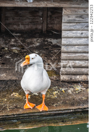 ガチョウ　琵琶湖大津港 122942253