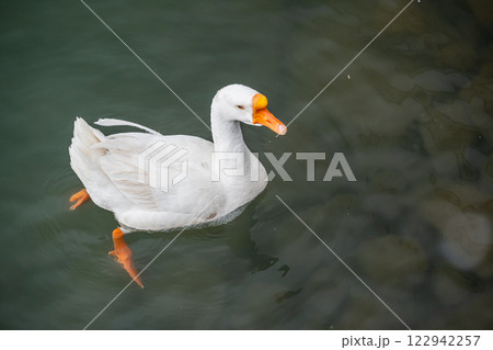湖に浮かぶガチョウ　琵琶湖大津港 122942257