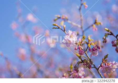 サクラ お花 春の花 イメージ 【神奈川県 平塚市】 122942270