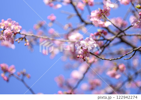 サクラ お花 春の花 イメージ 【神奈川県 平塚市】 122942274