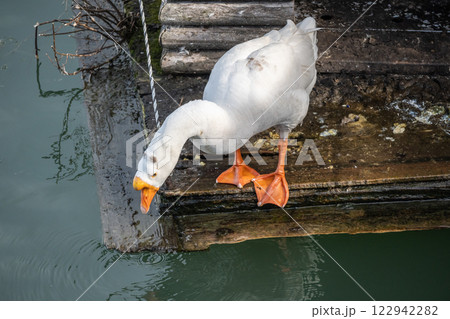 ガチョウ　琵琶湖大津港 122942282