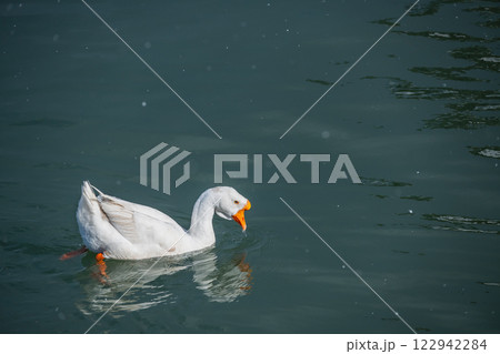 小雪の降る湖に浮かぶガチョウ 琵琶湖大津港 小雪の降る湖に浮かぶガチョウ 琵琶湖大津港 122942284