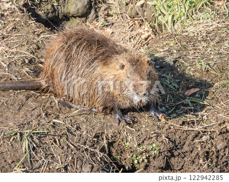 ヌートリア 122942285