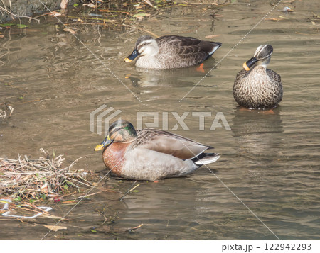 マルガモ（オス）とカルガモ 122942293