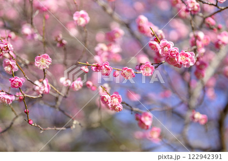 梅 うめ 梅の花 春の花 素材 【神奈川県 平塚市】 122942391