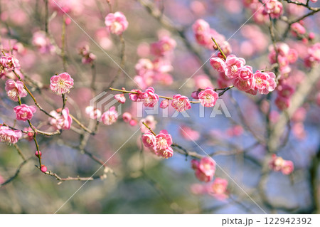 梅 うめ 梅の花 春の花 素材 【神奈川県 平塚市】 122942392