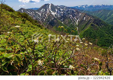 谷川連峰・万太郎山・吾策新道のオオカメノキノ花と残雪の仙ノ倉山・苗場山の眺め 122942420