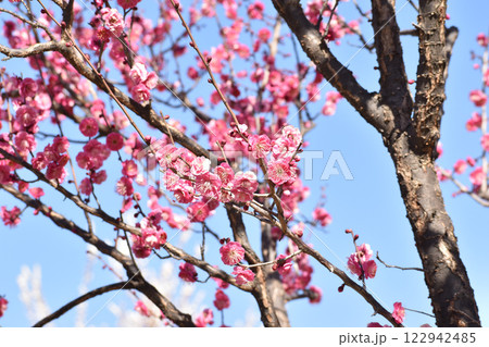 早春の青空に映える紅梅 122942485
