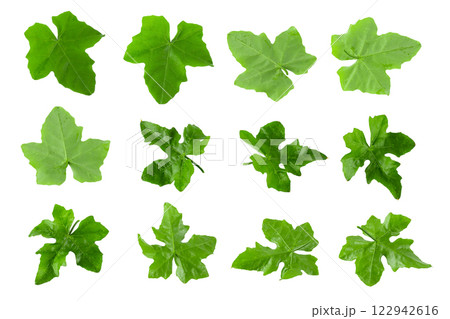Green leaves isolated on a white background Green leaves isolated on a white background 122942616