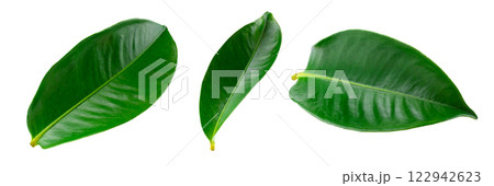 Mangosteen leaves Isolated on a white background 122942623