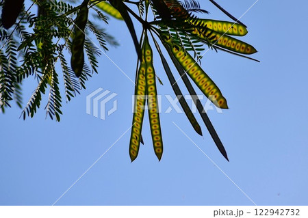 晴天に透けるギンネムのさや 122942732