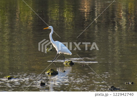 水面のリフレクションを悠然と進むシラサギ 122942740