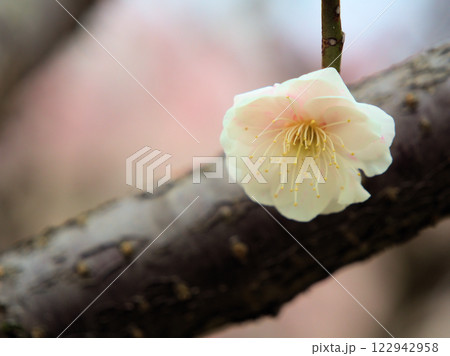 3月に咲いた白い梅の花「思いのまま」 122942958