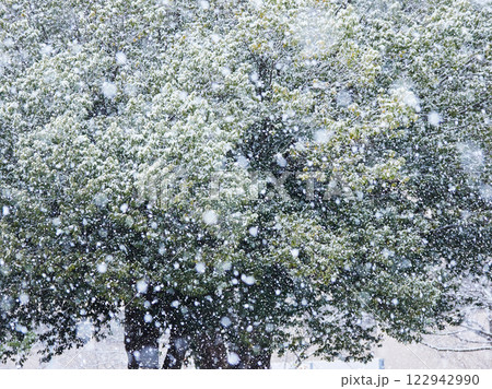 冬の雪が降る日の屋外の森の雪景色 冬の雪が降る日の屋外の森の雪景色 122942990