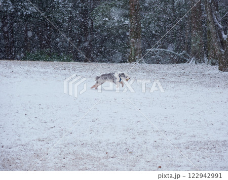 雪の公園で元気で遊んでいる可愛い犬の様子 雪の公園で元気で遊んでいる可愛い犬の様子 122942991
