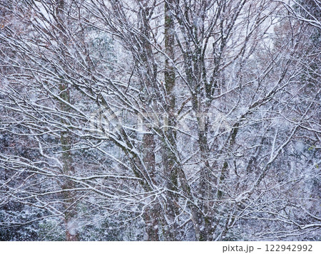 冬の雪が降る日の屋外の森の雪景色	 122942992