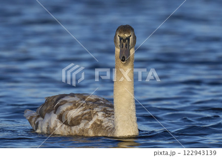 Mute Swan cygnets Mute Swan cygnets 122943139