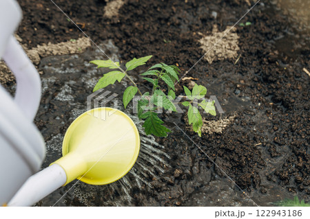 Watering tomato plant in vegetable garden. Organic gardening Watering tomato plant in vegetable garden. Organic gardening 122943186