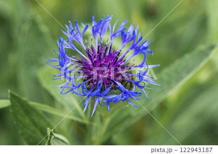 blue mountain cornflower in sprin blue mountain cornflower in sprin 122943187