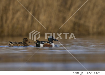 Shoveler ducks 122943258