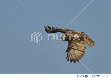 Marsh Harrier in flight 122943272