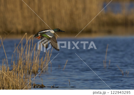 Male Shoveler in flight 122943295
