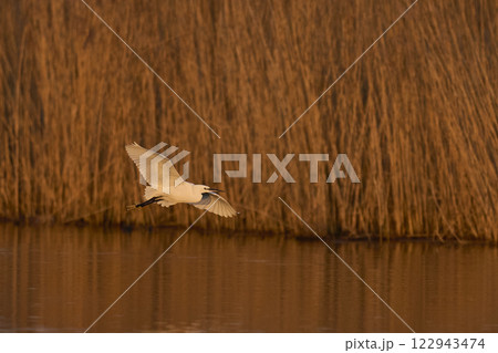 Little Egret in flight 122943474