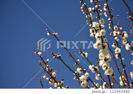 早春の青空に映える白梅 122943480