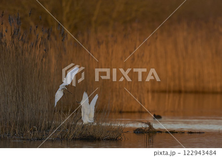 Little Egrets squabbling 122943484