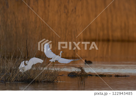 Little Egrets squabbling Little Egrets squabbling 122943485