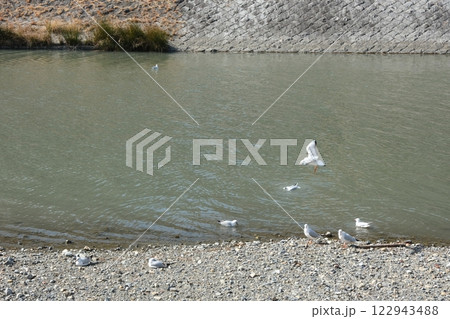 鴨川三条大橋付近に飛来したユリカモメ 鴨川三条大橋付近に飛来したユリカモメ 122943488