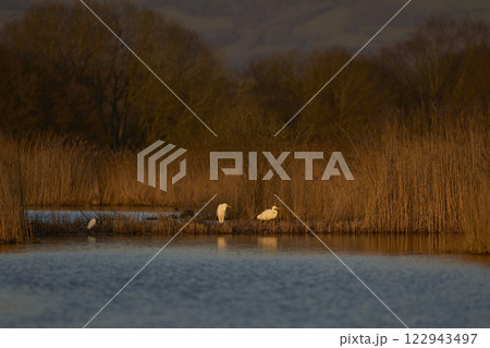 Mixed group of Egrets  122943497