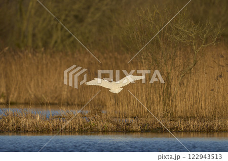Great White Egret Great White Egret 122943513
