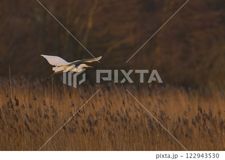 Great White Egret in flight 122943530