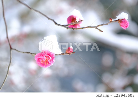 長岡梅林の梅の開花と積雪 122943605
