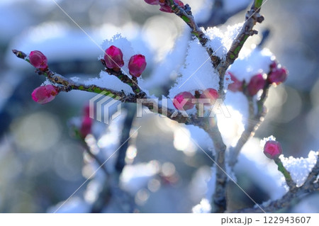 長岡梅林の梅のつぼみと積雪 122943607
