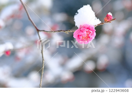 長岡梅林の梅の開花と積雪 122943608