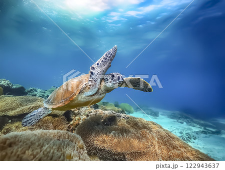 海中を泳ぐウミガメのイメージ素材 122943637